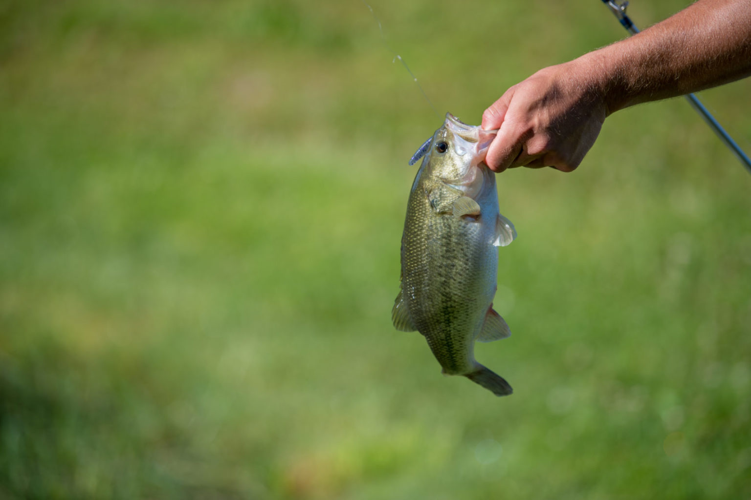 Catch the Fun on Free Fishing Day in the Southeast Region