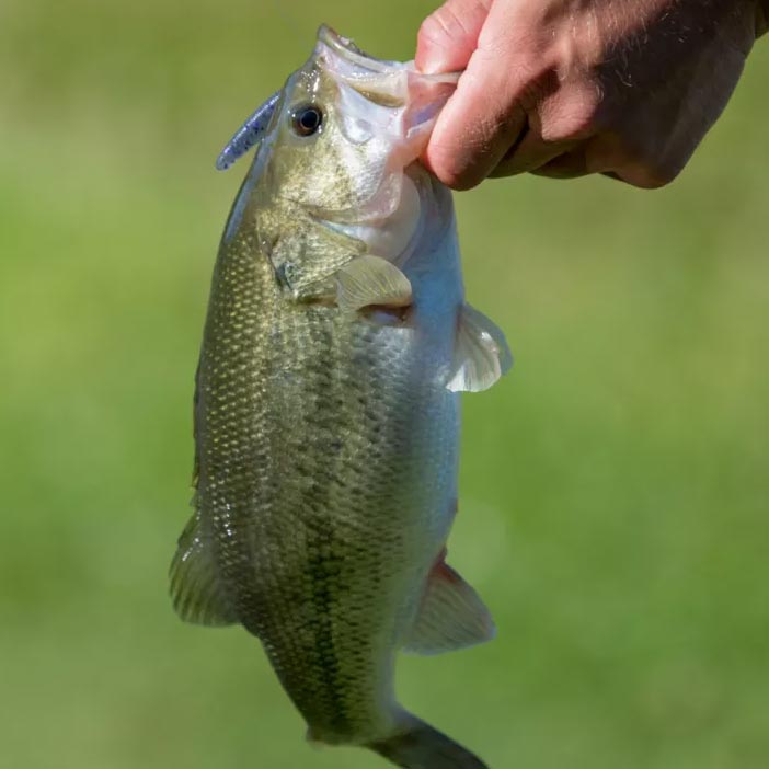Live Fish for Pond, Lake Stocking