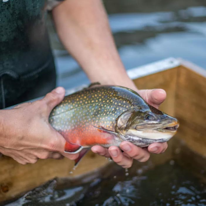 Our brook trout and brown trout are raised from our own brood stock to look great, fight hard, and be healthy.